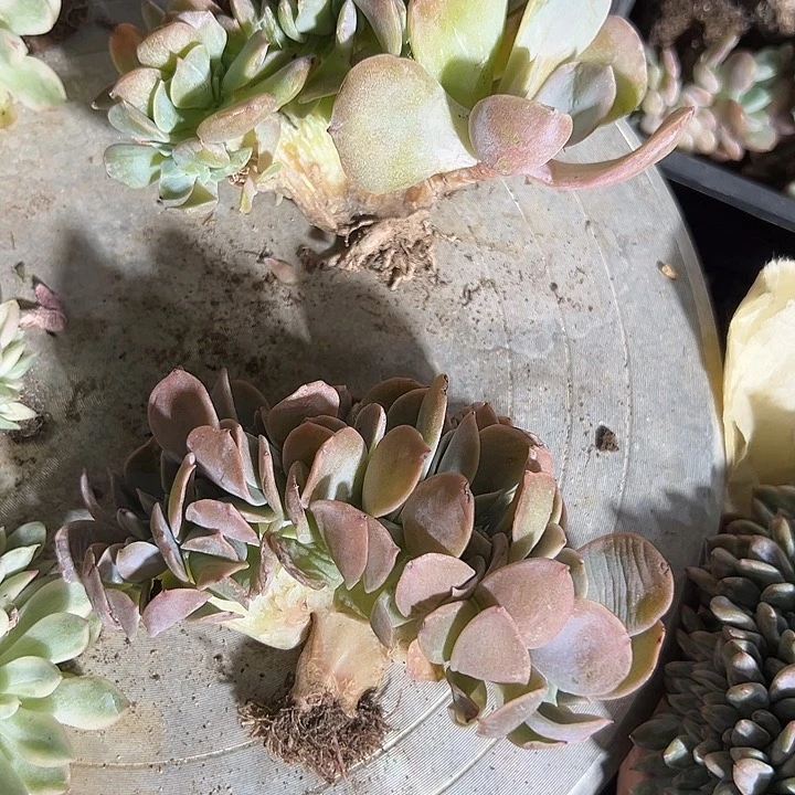 福利，正版白凤缀化一颗