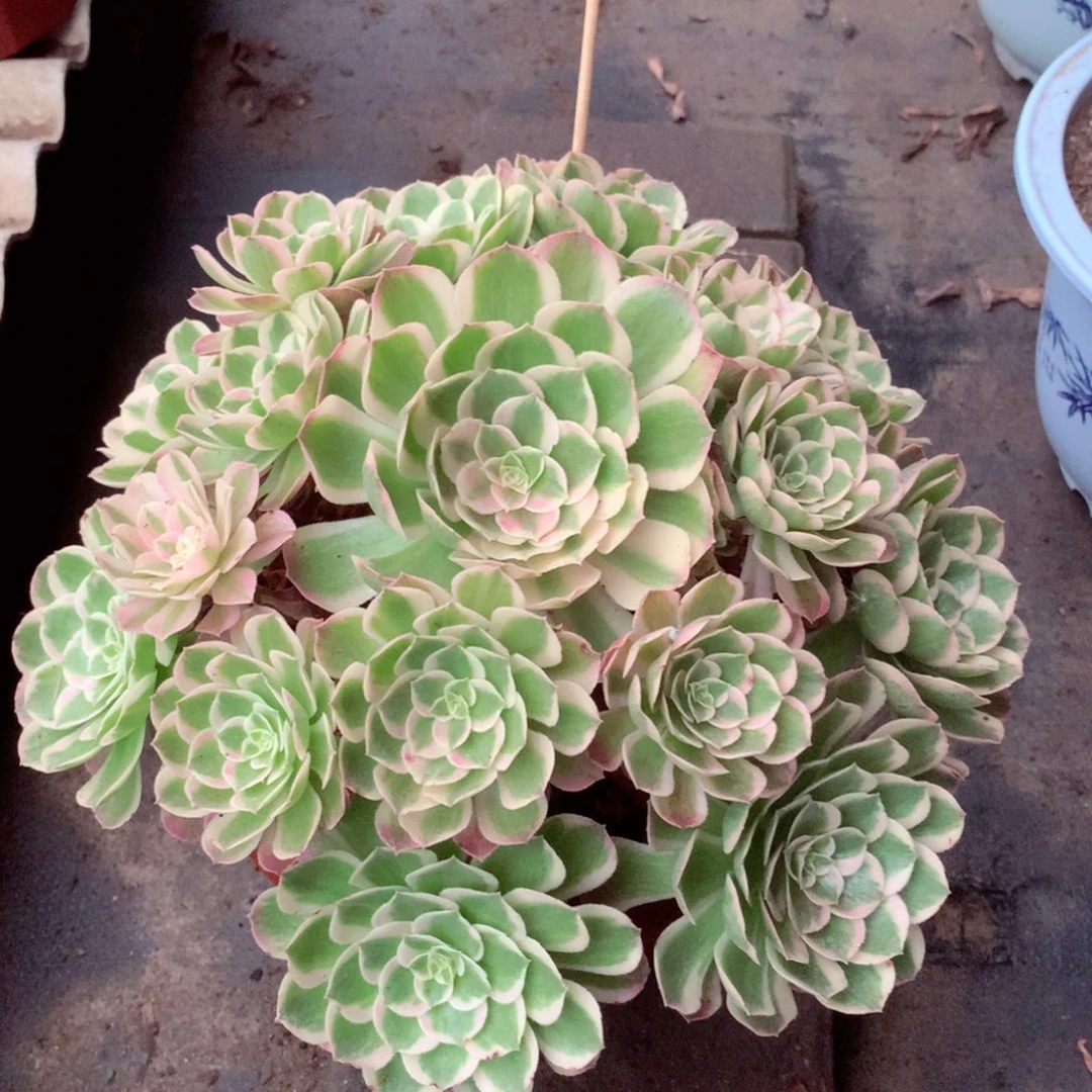 孔雀翎，多肉植物的