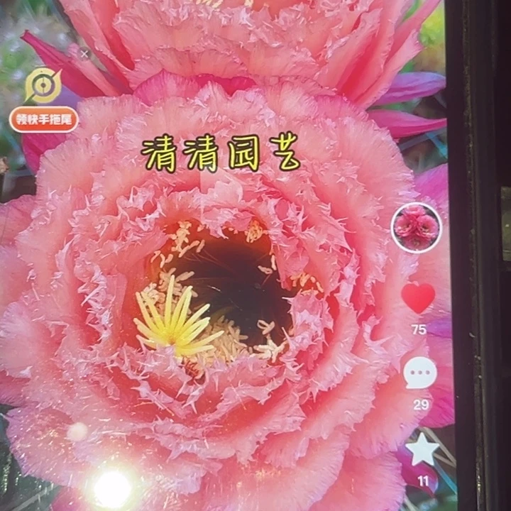 清清妃子笑侧牙瑕疵黑点歪