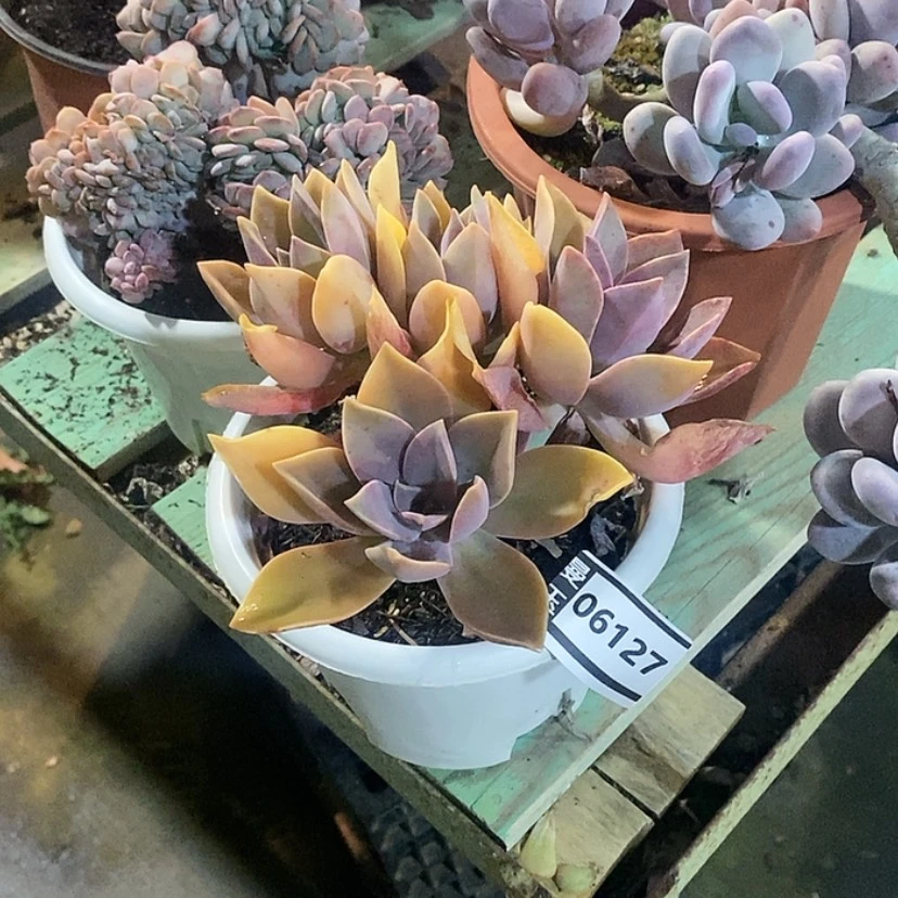 【闪购商品】我**天太妃糖处理06127