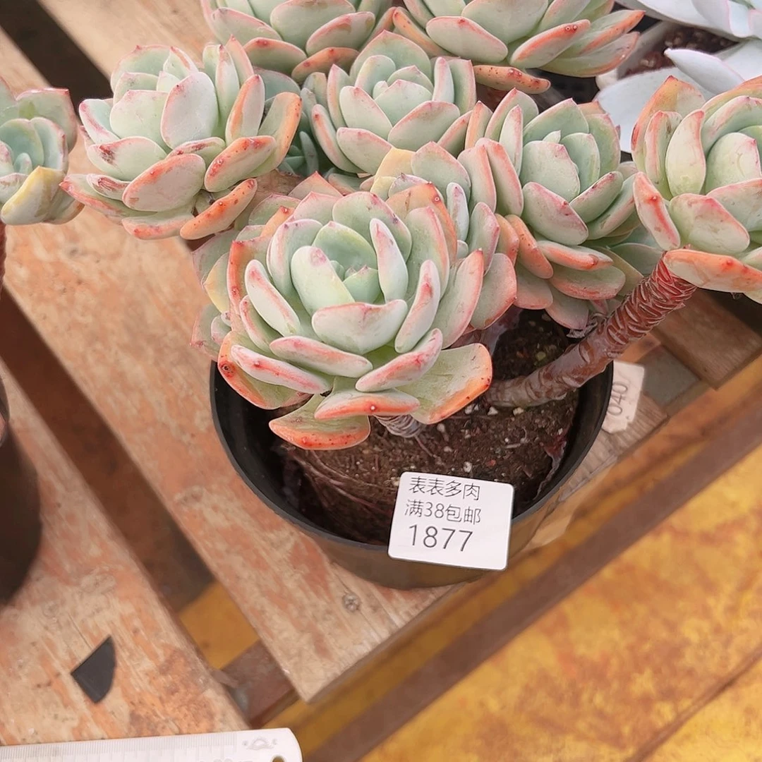 旺***干多肉一物一拍植物1877