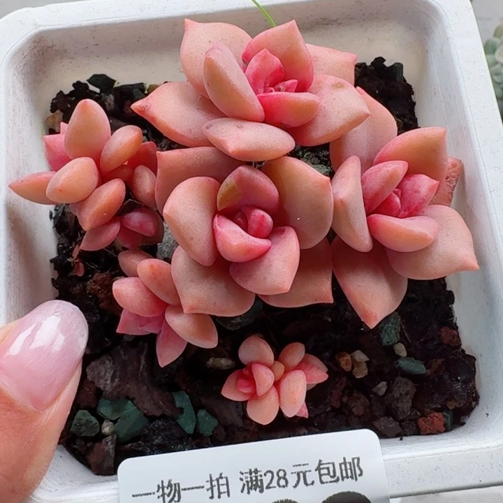 彩虹糖多肉无盆土发货无