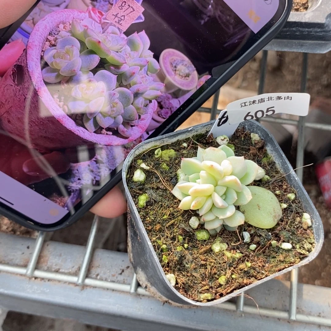 605号甜心877群一个