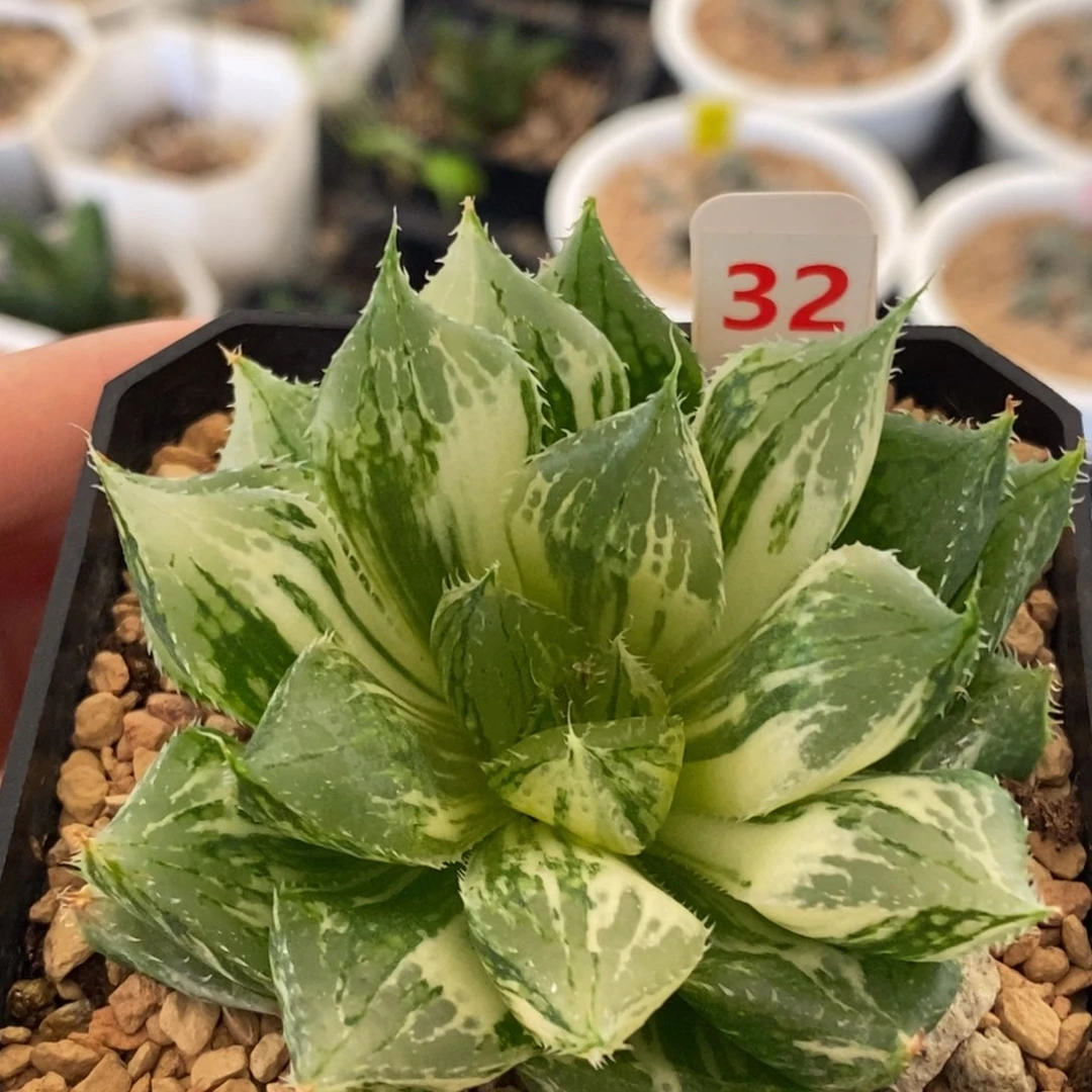 32号宝莲灯多肉植物