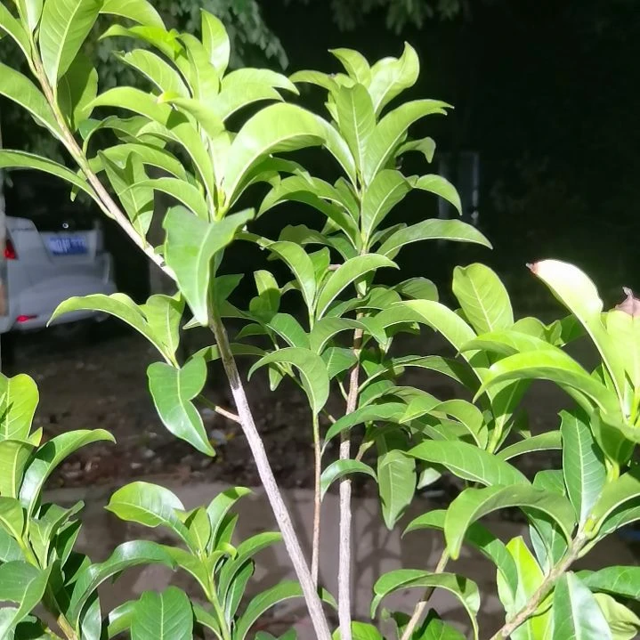 风***美当前无花栽培后可以开花