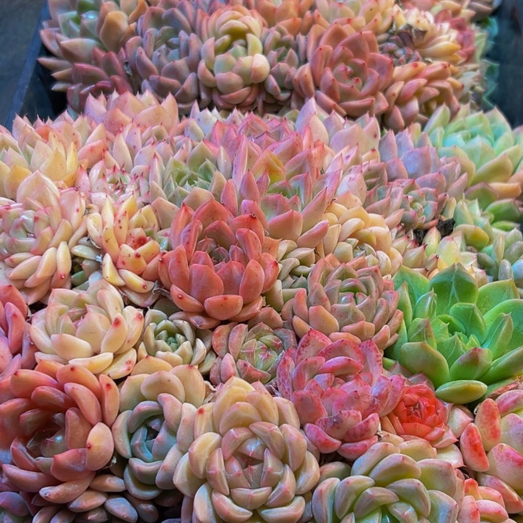 440多肉葡萄的味道是真的很好吃