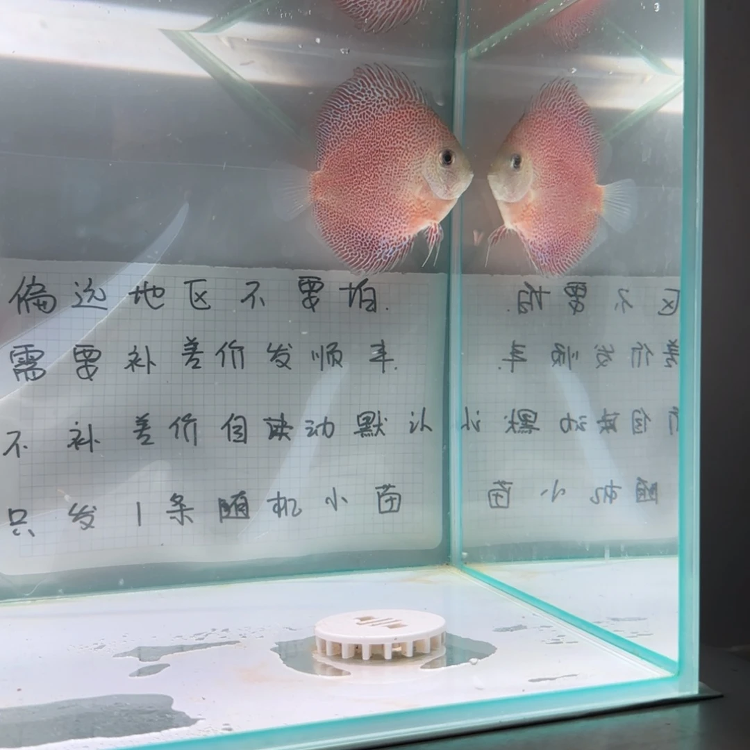 七彩神仙鱼七彩神仙鱼8-11