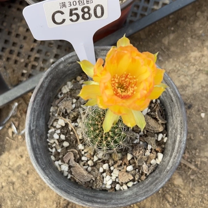 丽花一物一拍C580