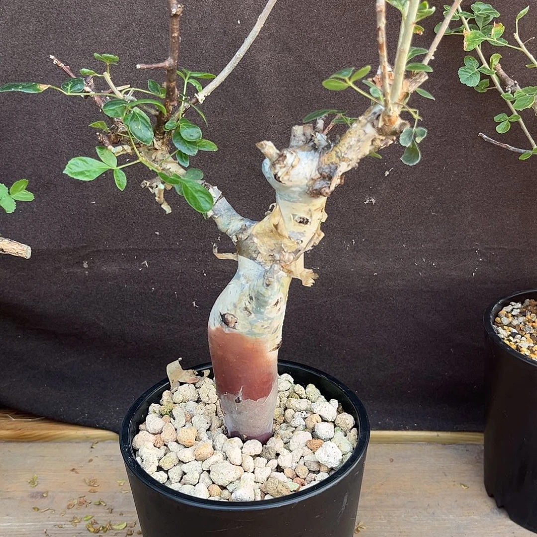 啦***咯汤圆植物图坎橄榄