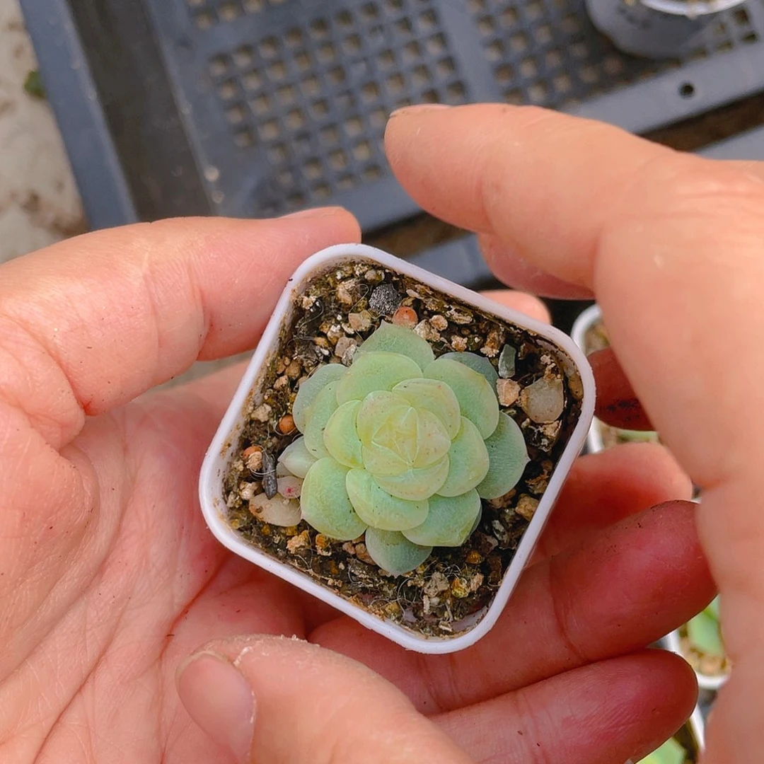 钱****我泼天 中苗盆新一个满25包邮