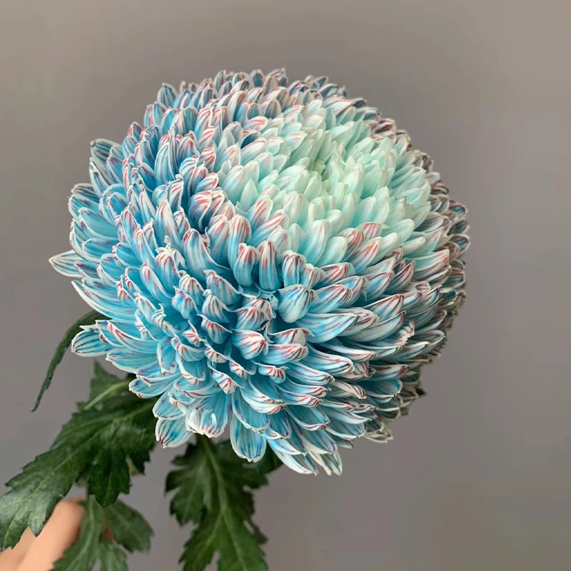 青花瓷牡丹菊花苗阳台盆栽多年生菊花苗耐热耐寒绿植花卉四季开花