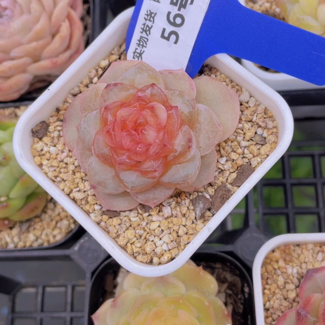 56号冰透珍妮新品