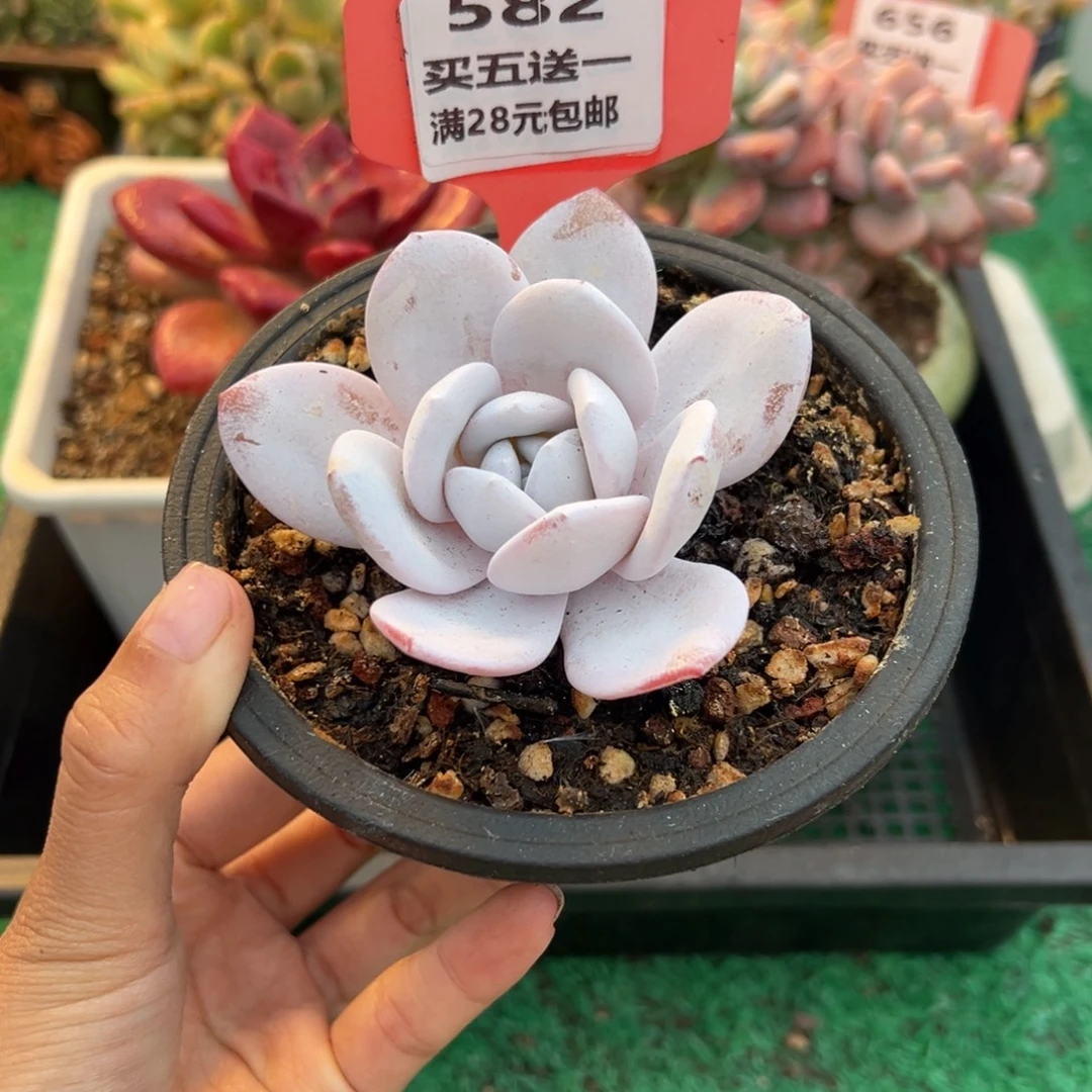 表妹精品多肉植物582.