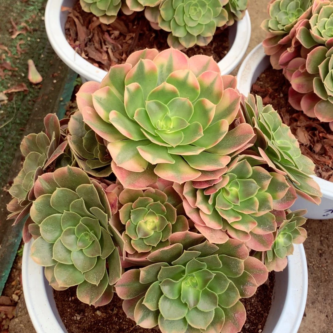 香妃捧花，多肉植物