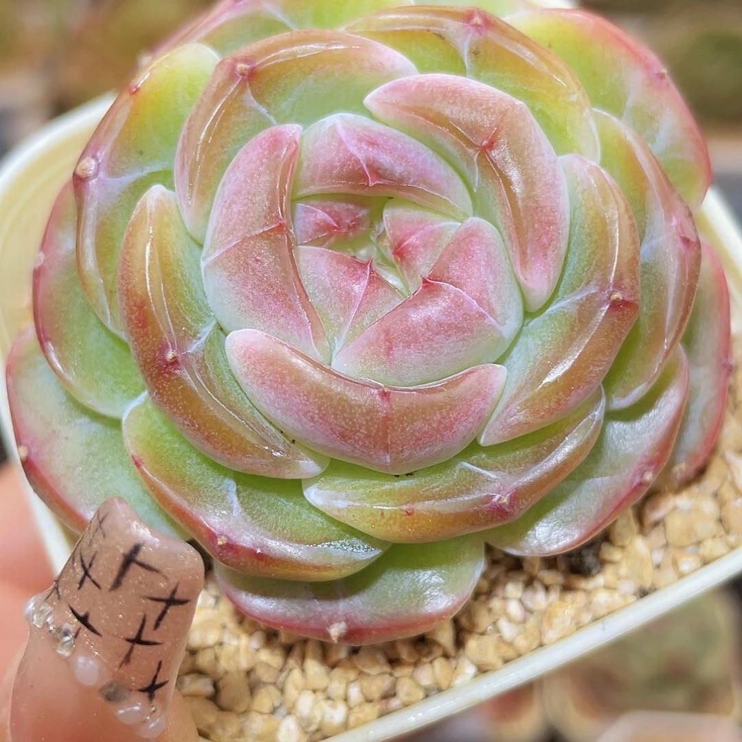 278琨玉哈哈哈哈哈哈