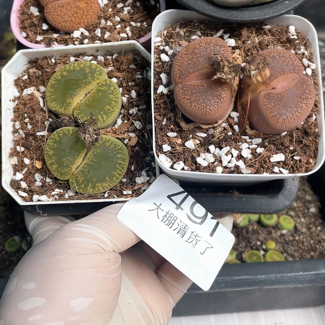 491 大棚清货专场直播