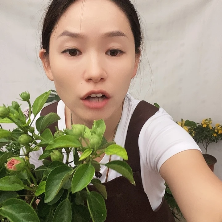 全部花苞丹麦粉色，到家不换盆