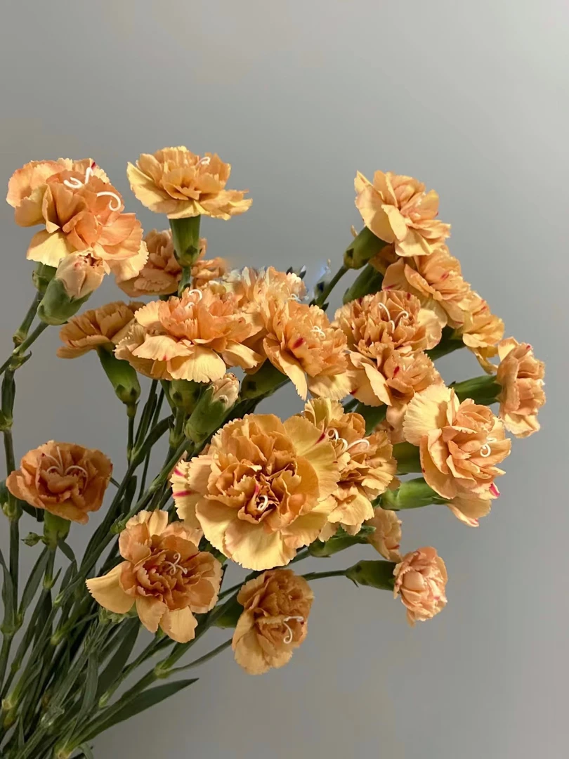 【一件包邮】焦糖蜂蜜多头康乃馨20支   云南基地鲜花 家养 水养