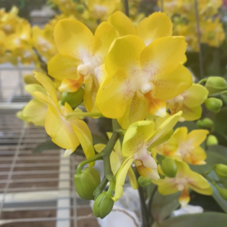 蝶兰小栈【阿雷佐】精品蝴蝶兰基地直发