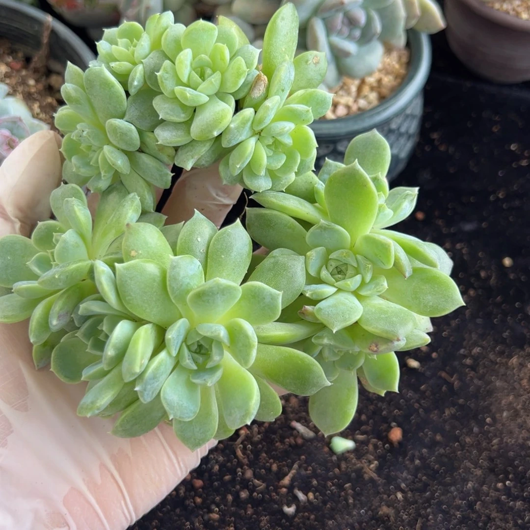 新年快乐 新年快乐 新年快乐