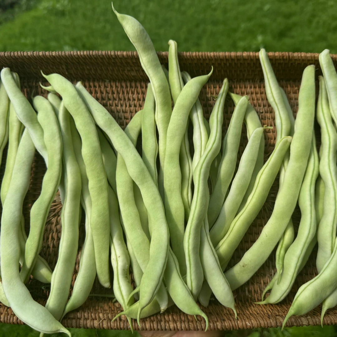 【众旺农场】豆角白不老豆角现摘现发拍2斤发3斤顺丰包邮送货上门新鲜蔬菜