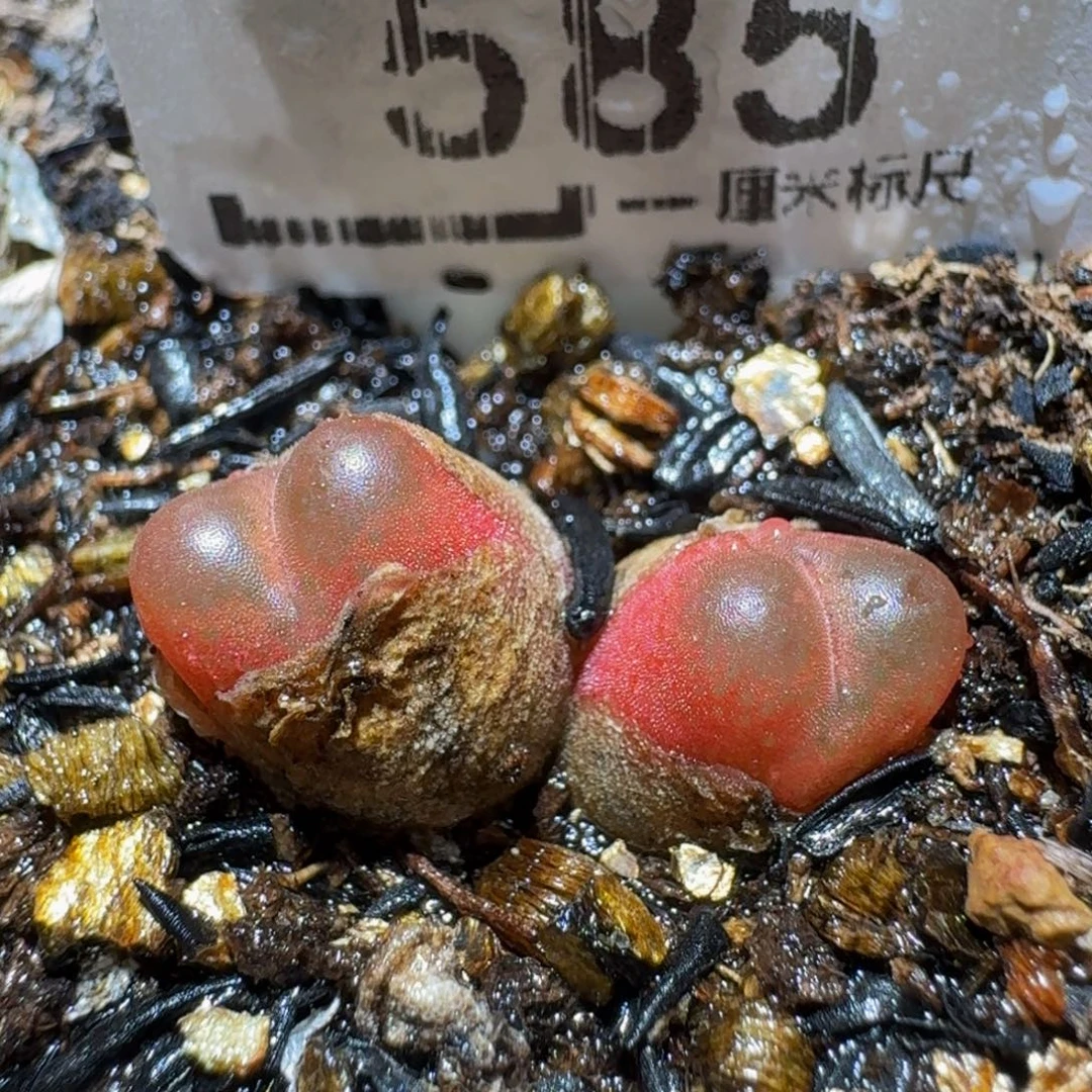 Ssss精品生石花585