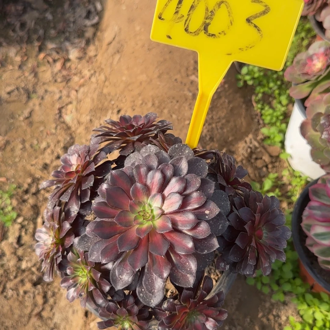 4003-+月亮中班多头