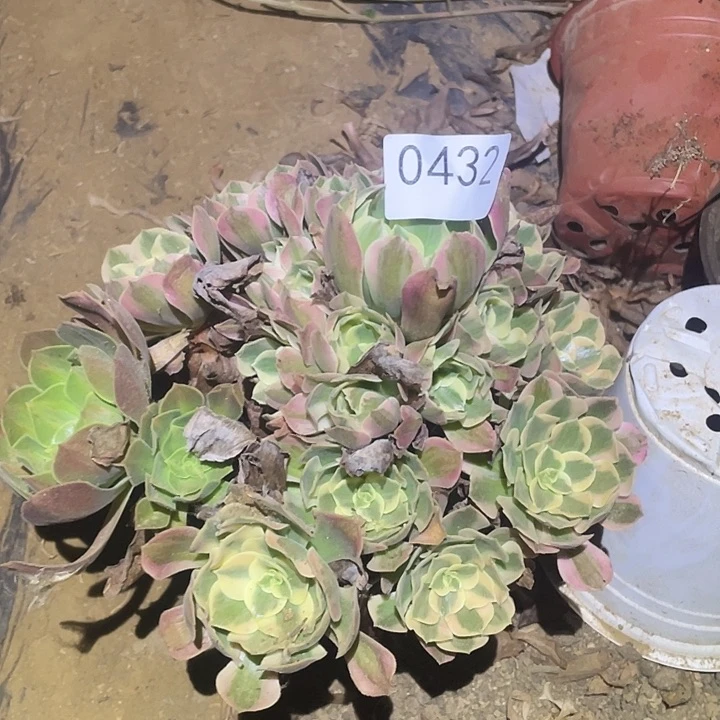 多肉植物不包断枝432妖月