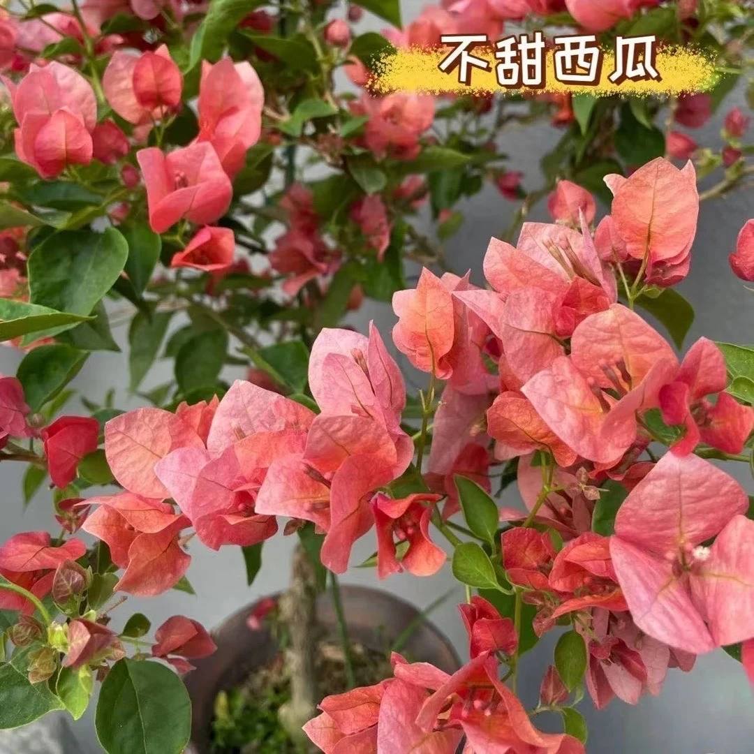 【不甜西瓜】勤花品种三角梅基地直发原盆原土带花带叶 发货