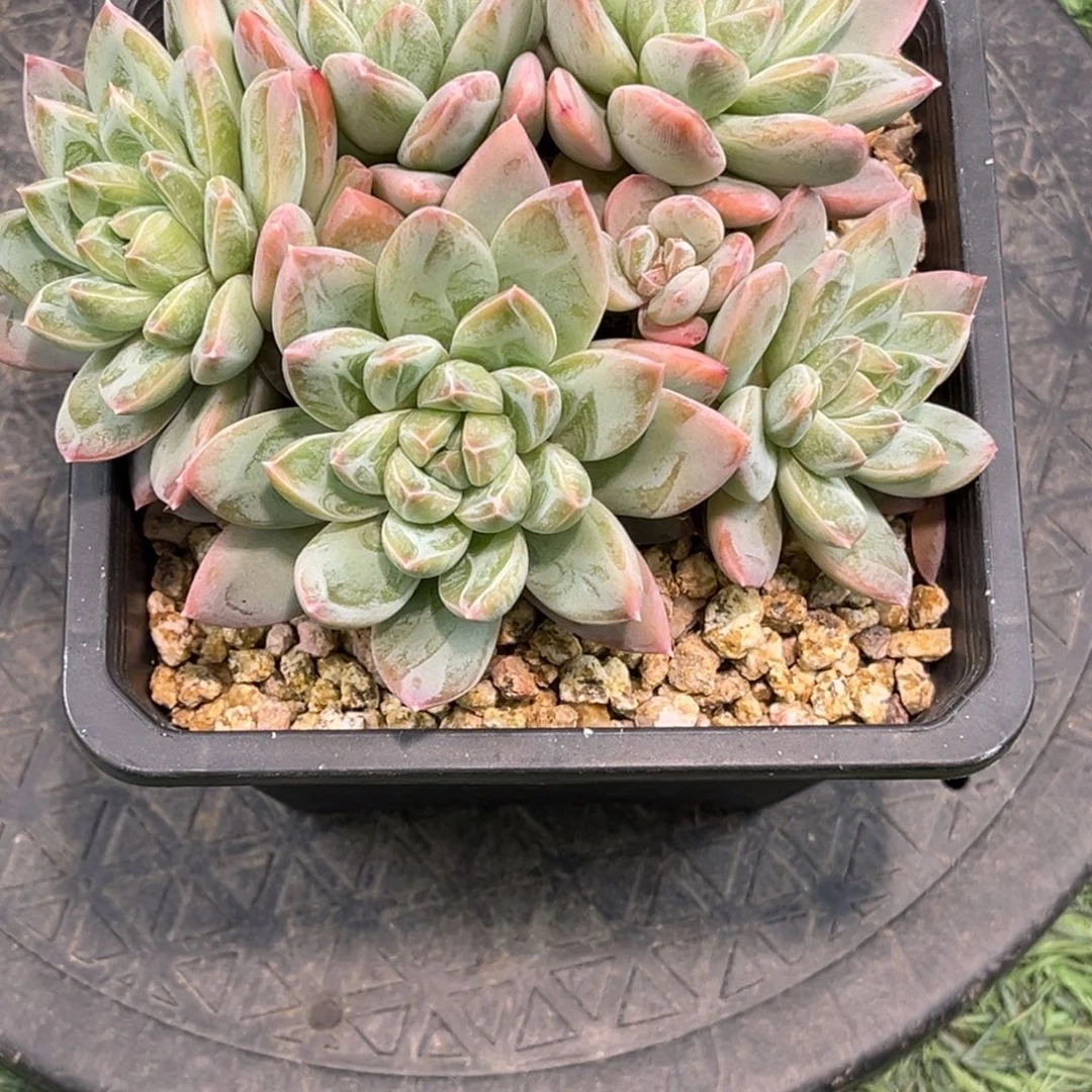 红陶喵***杂交杂交杂交喵姐