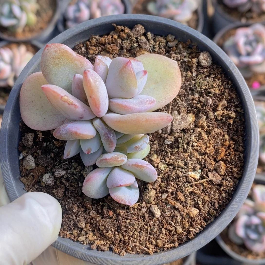 加*多肉植物111111111