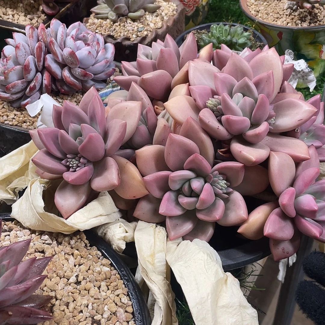 多肉植物的生长发育与生长发育的