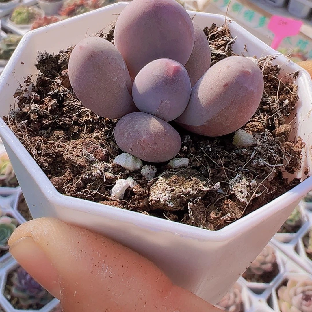 米可奶19包邮多肉植物