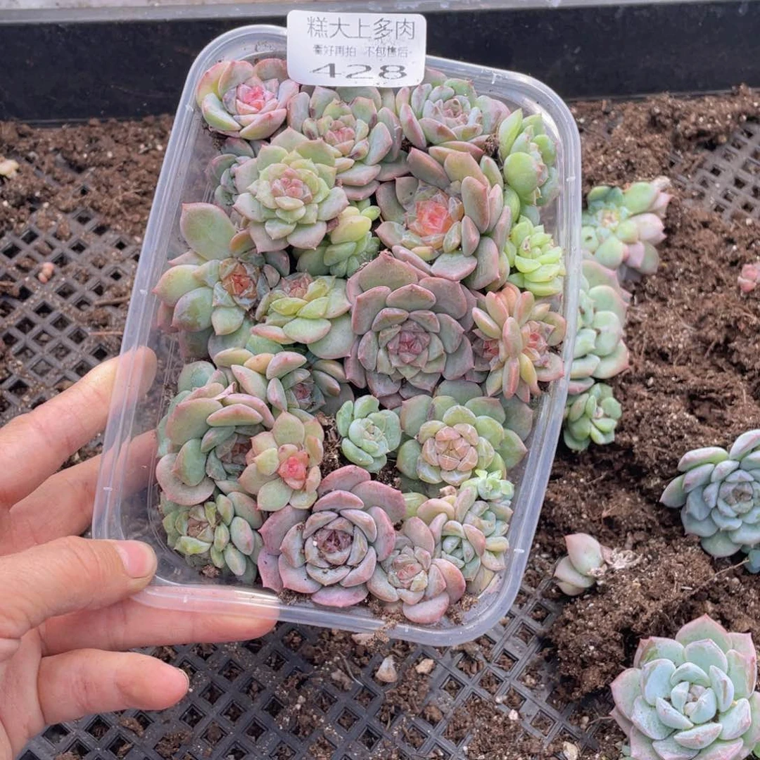 糕大上多肉植物428