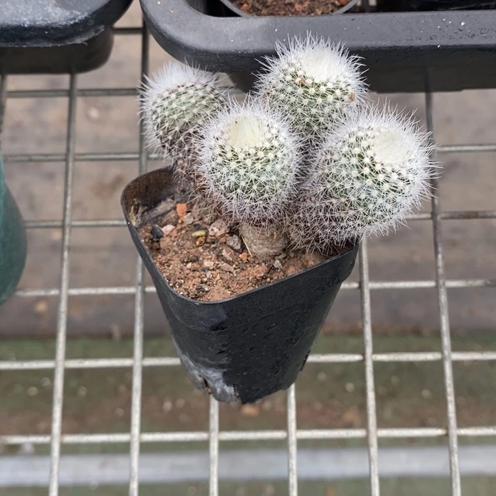 小**虫伯克利和格蕾纳等著名