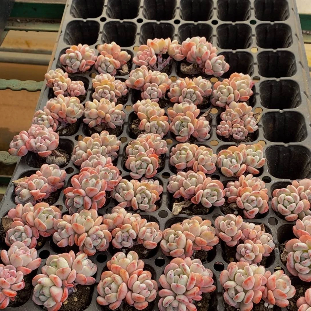 504多肉植物保护研究所所长