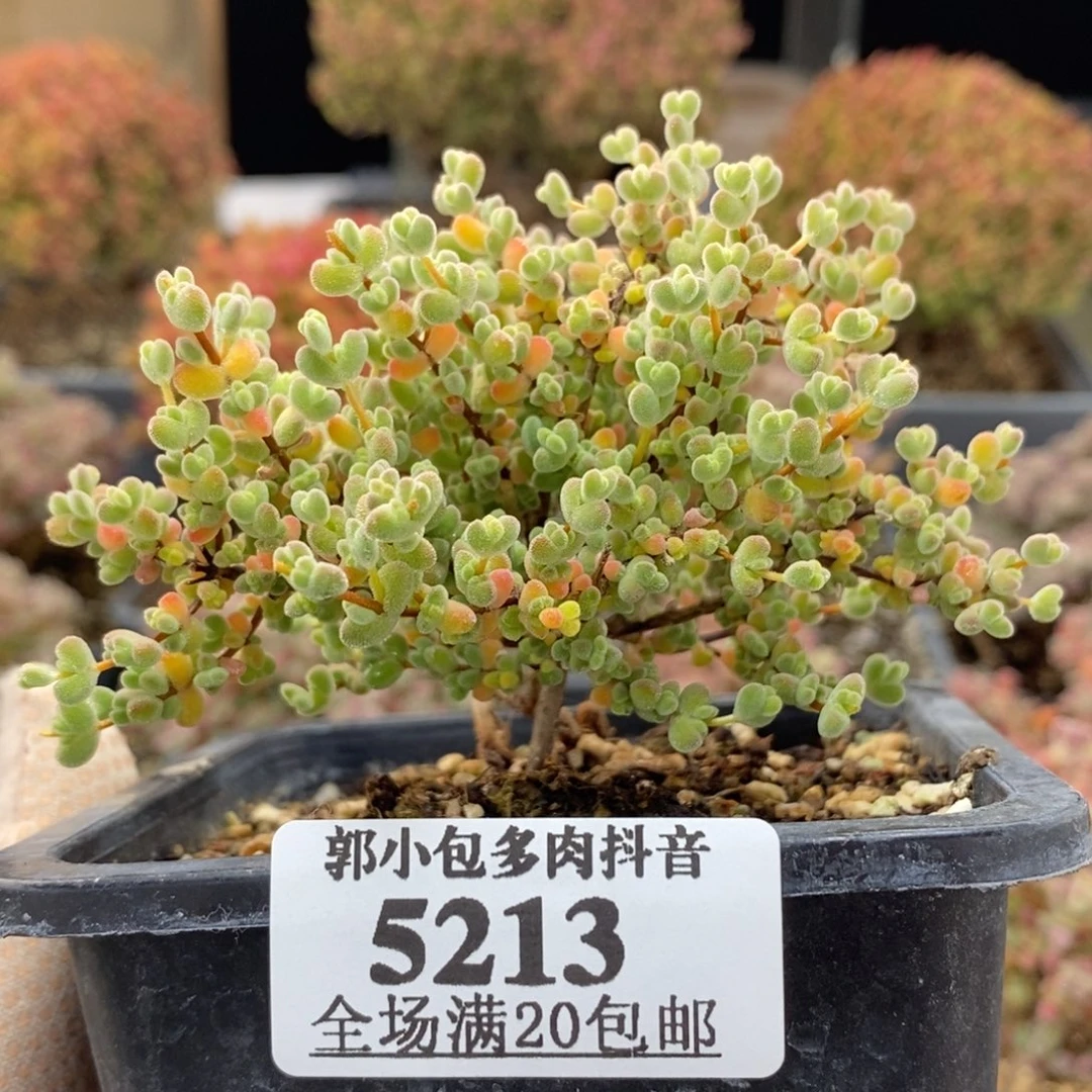 实生莱斯5213枝干番杏