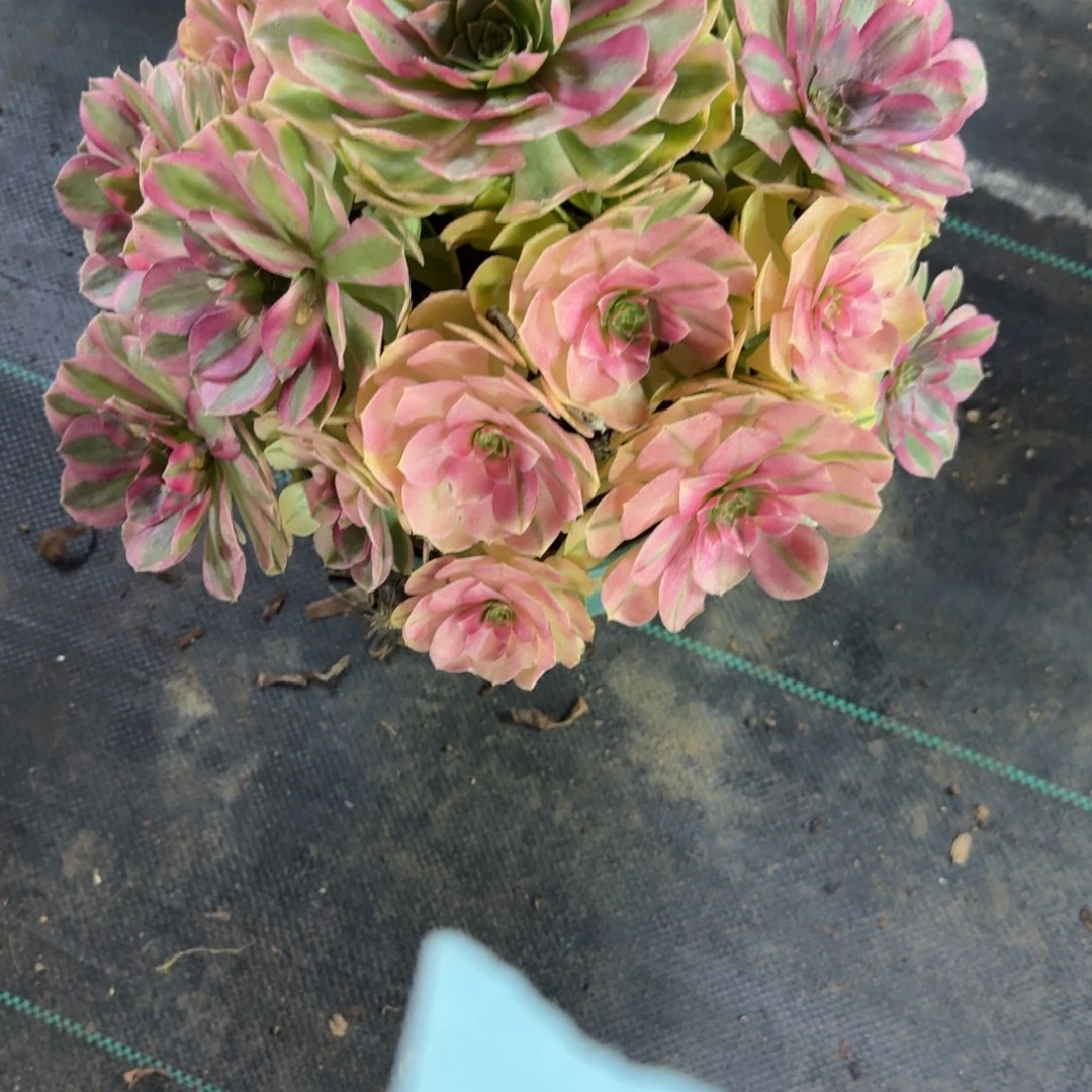 大雨河多肉植物老庄933