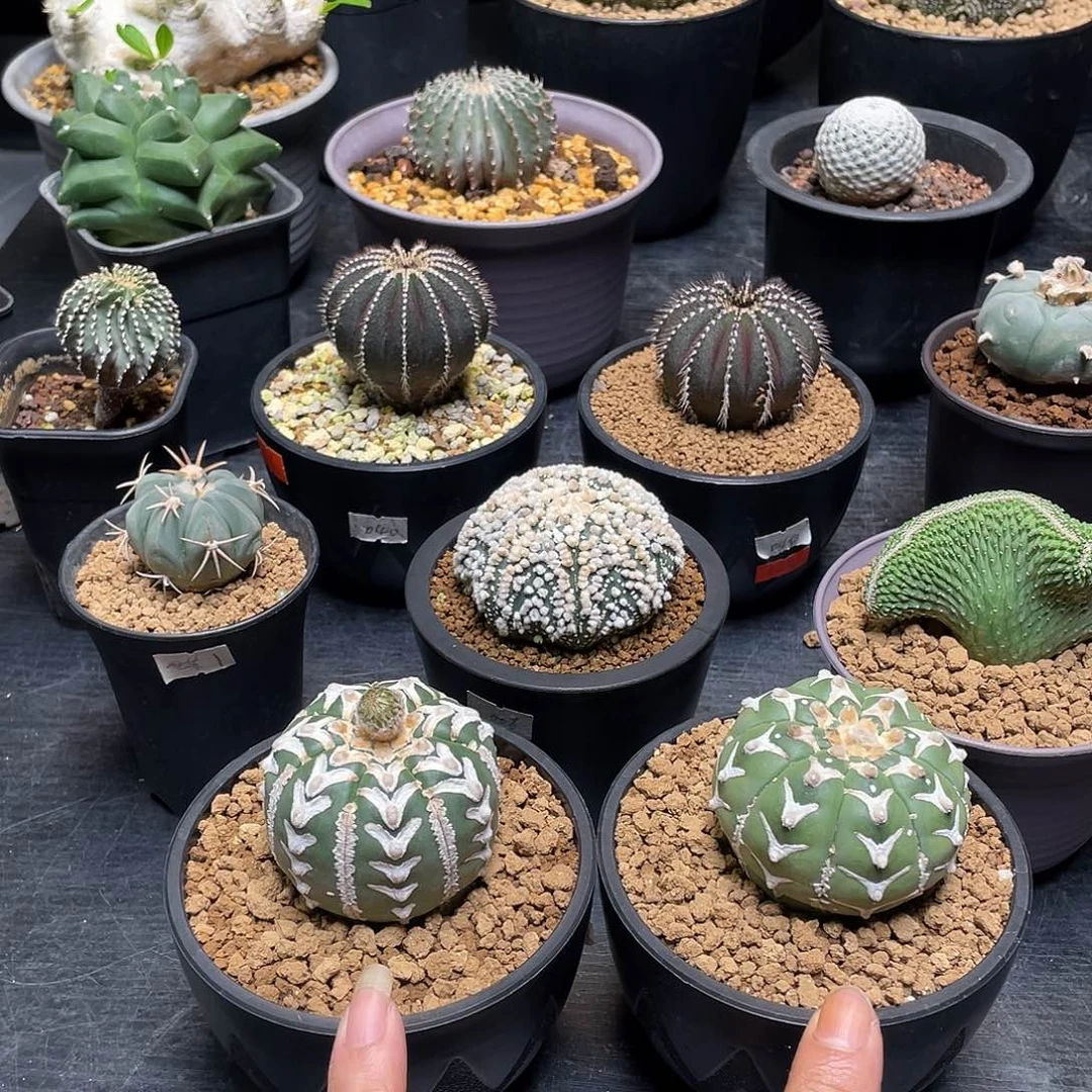 v兜任选一颗包邮