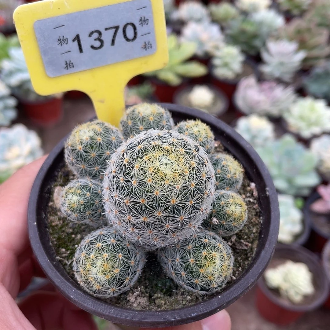 张***宸1370号多肉植物盆栽