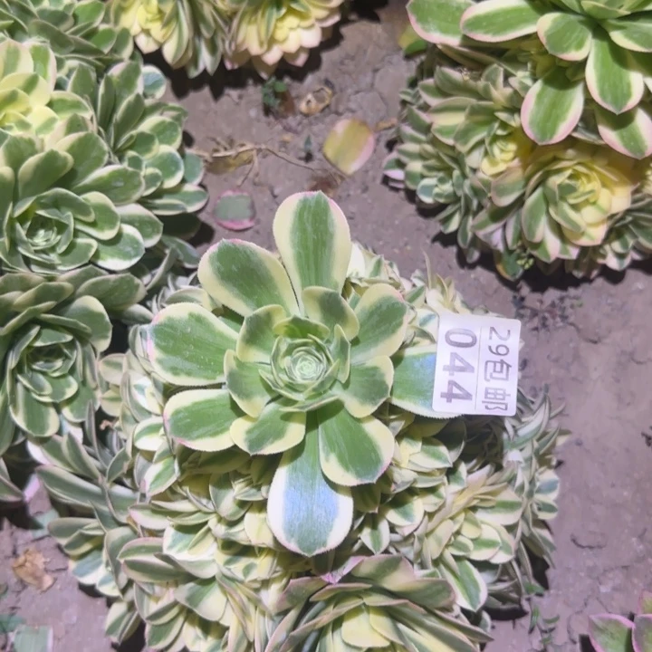 迈巴赫……多肉植物的