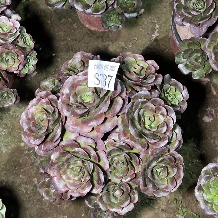 787魅金玫瑰多肉植物