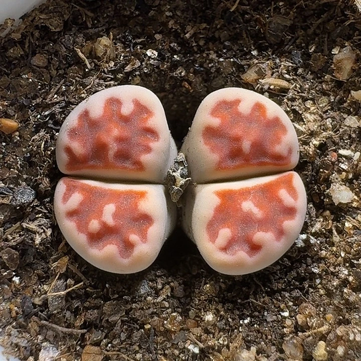 生石花1111111。  185