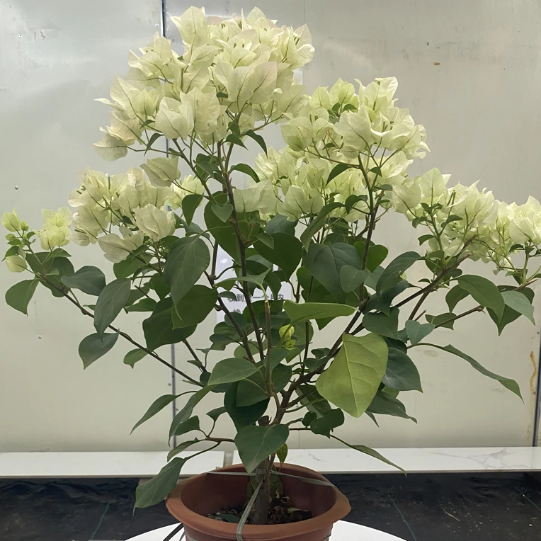 绿樱三角梅花卉勤花四季开花