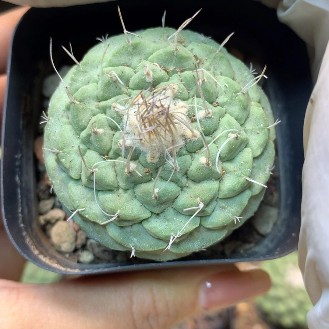 实生 老桩菊水4.5公分起发