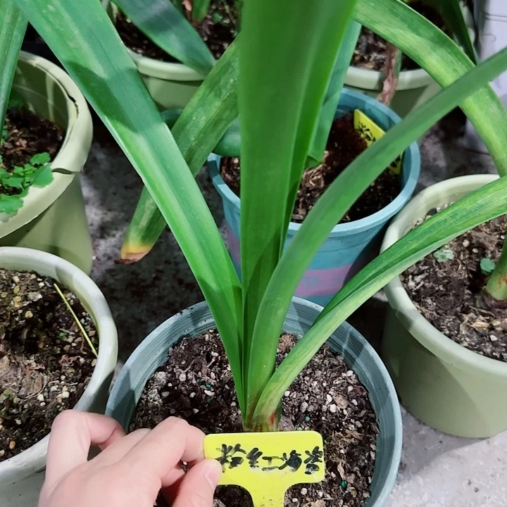 粉红海盗4.5cm，裸球发货