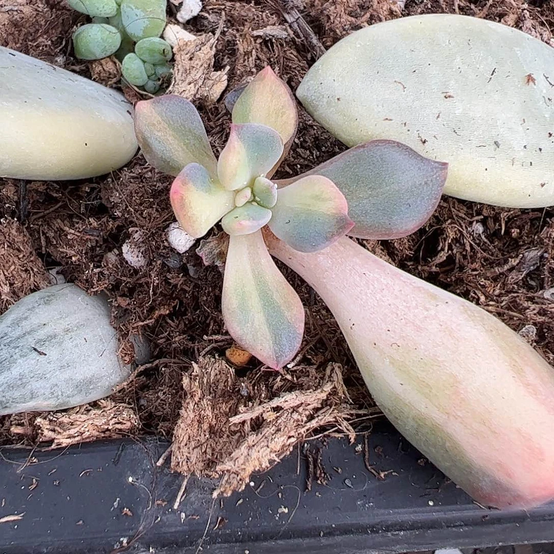 君***笑多肉植物多肉植物