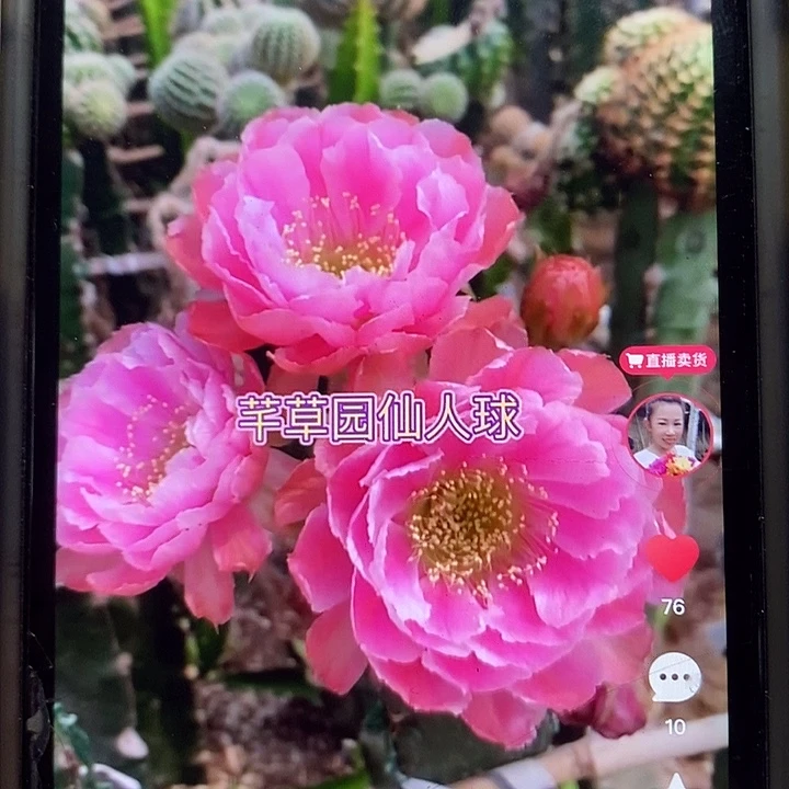 袖铺柱嫁接L33丽花