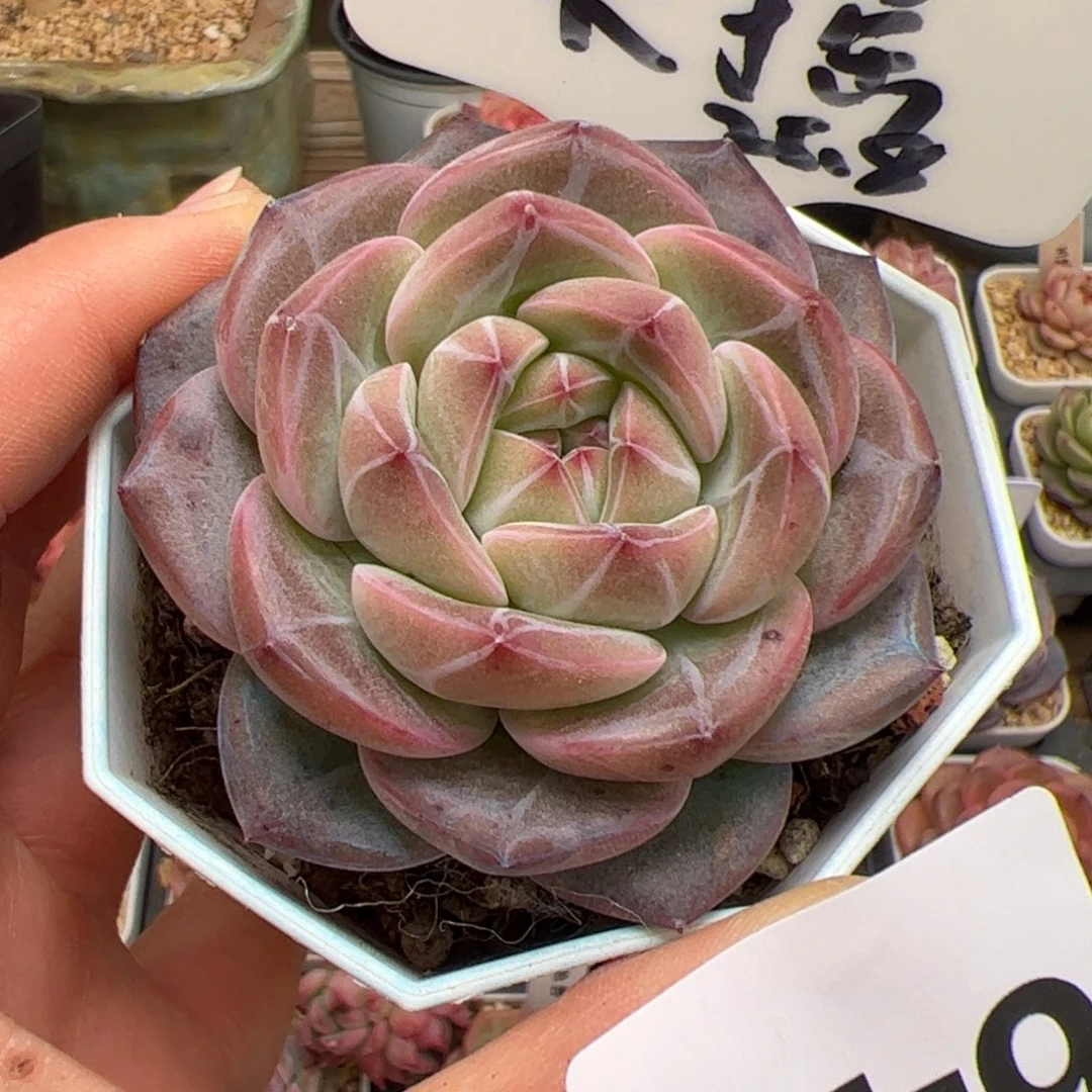 小*嗝643 多肉植物组合盆栽