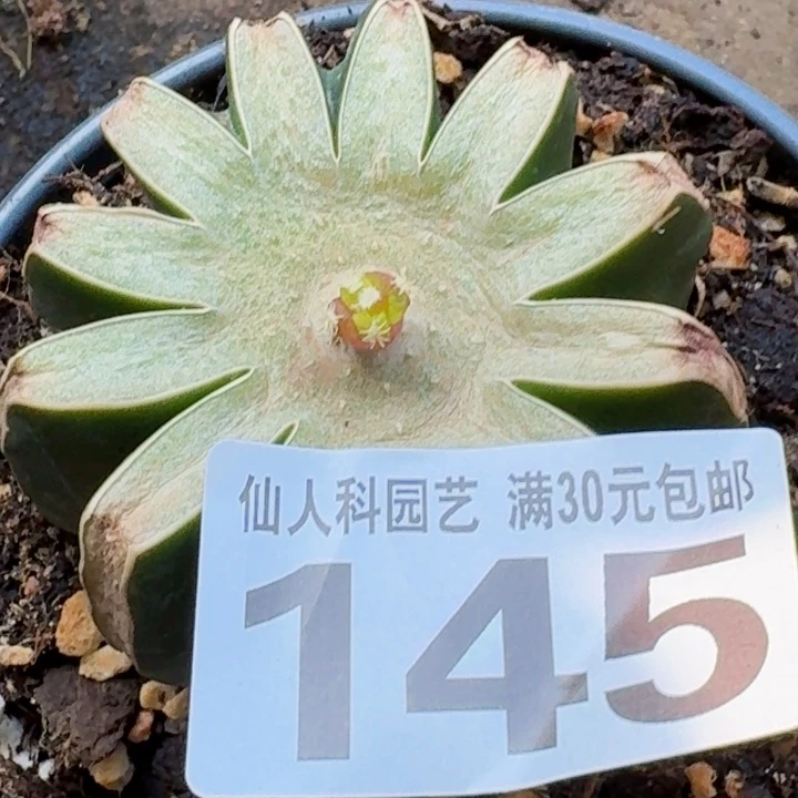 小***椒无花朵福利苗接小牡丹145